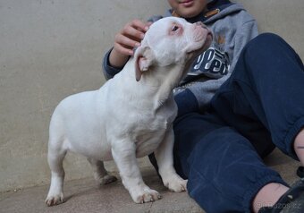 American bully pocket/ standard - 3