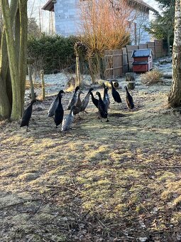 Indický běžec - 3