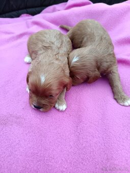 Cavapo, kavapo, cavapoo - 3