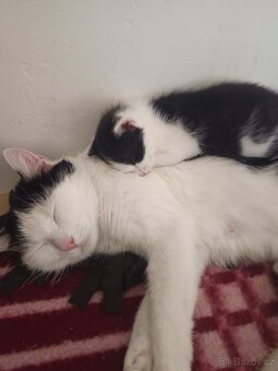 Kočička a koťatka 💞 - 3