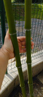 Obří mrazuvzdorný bambus phyllostachys, Vsetín - 3