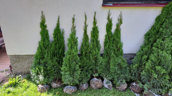 prodám zbytek thuji 120-140 cm - 3