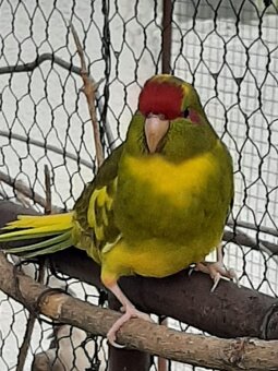 Kakariky - 3
