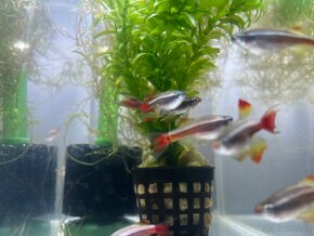 Kardinálka čínská - Tanichthys albonubes - 3
