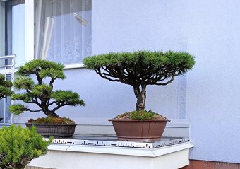 Borovice lesní (Pinus sylvestris) bonsai - 3