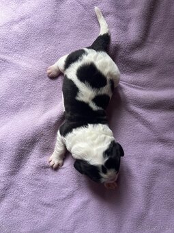 🐾 Štěňátka Landseera s výstavními i pracovními předpoklady - 3