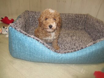 Maltipoo štěňátka - 3