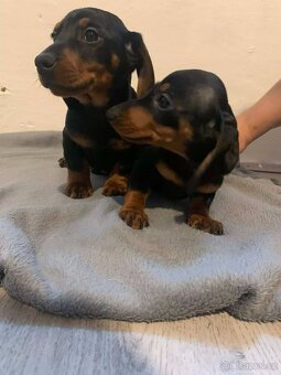 JEZEVČÍK HLADKOSRSTÝ - 3