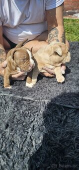 American bully micro/pocket - 3