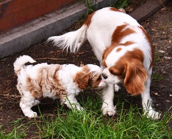 CAVAPOO štěňátka po zdravotně testovaných rodičích - 3