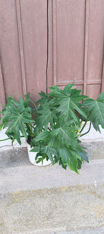Philodendron radiatum - 3
