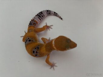 Gekončík noční Tangerine samec - 3