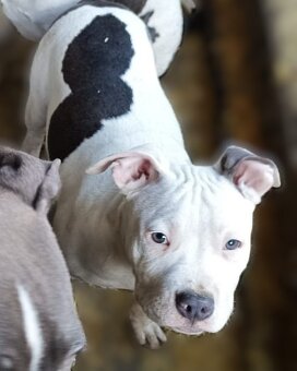 Americký stafordšírský teriér modrá št.s rodokmenem k odběru - 3