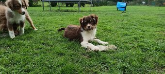 Miniaturní americký ovčák s PP FCI - 3