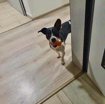 KRYTÍ – JACK RUSSELL TERRIER • OSKAR• ANGLICKÝ PŮVOD 🇬🇧 - 3
