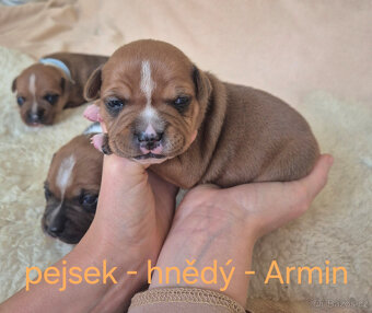 Stafordšírský bulteriér s pp - 3