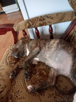 Štěňátko Staford - 3