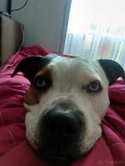 Štěňátka Pitbulla - 3