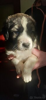 Štěňátka SAO - 3