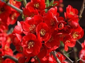 kdoulovec japonský - kvetoucí živý plot, plody plné vitaminu - 3