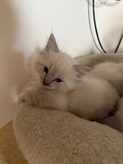 Ragdoll s PP - 3