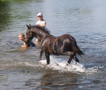 Roční hřebeček Welsh pony sekce B k prodeji - 3