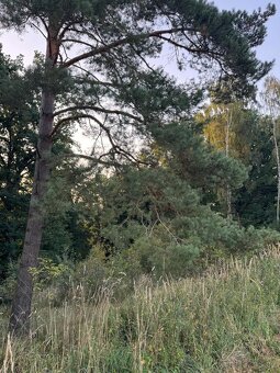 Prodej lesního pozemku v k.ú. Horní Bukovina - 3