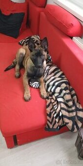 Belgický ovčák - malinois - 3