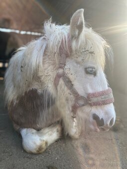 Irsky cob hrebecek - 3