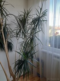 Palma dracena vysoká 250 cm - 3
