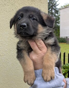 Nemecky ovcak kratkosrsty - 3