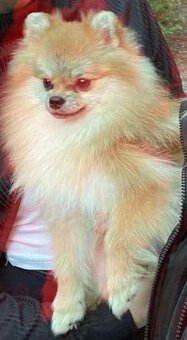 Pomeranian kluk - 3