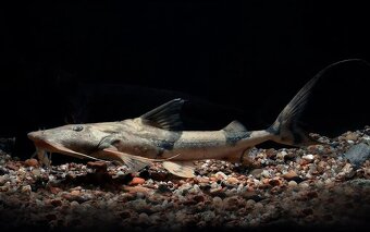 arapaima gigas+mix - 3