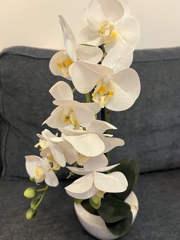 Plastová orchidej phalaenopsis AURELIA - 3