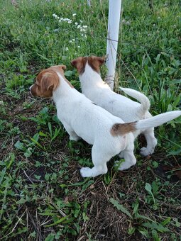 Jack Russell terier s P.P. - 3