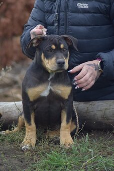 American Bully - pocket x standart - otec šampion - 3