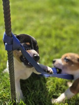 JACK RUSSELL TERIÉR- pejsek - 3