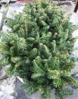 Sazenice okrasných jehličnanů - 3