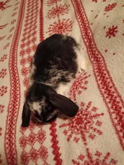 Zakrslý králík králíček Minilop, Lev - 3