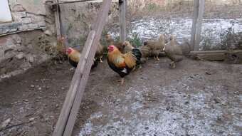 Prodám násadová vejce zdrobnělých vyandotek - 3
