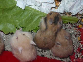 Křeček syrský (medvídek). - 3
