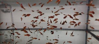 Guppy full red albino - 3