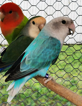Agapornis růžohrdlý KOUPÍM SAMIČKY - 3
