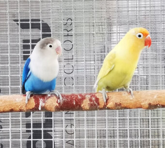 Agapornis fišerův samec výměna/prodej - 3