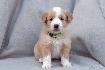 Border Kolie S PP - 3