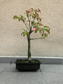 Bonsai, Bonsaj, jamadori, brslen evropský - 3