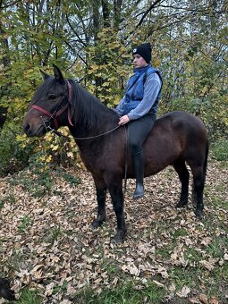 Prodám páru huculu - 3