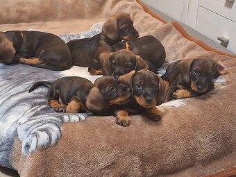 Jezevčik standart drsnosrstý - 3