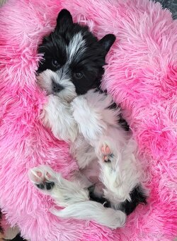 Jorkšírský tetiér - 3