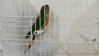 Pyrura zelanolící - 3